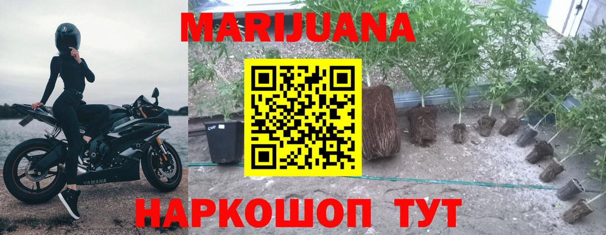 Конопля OG Kush Карабулак